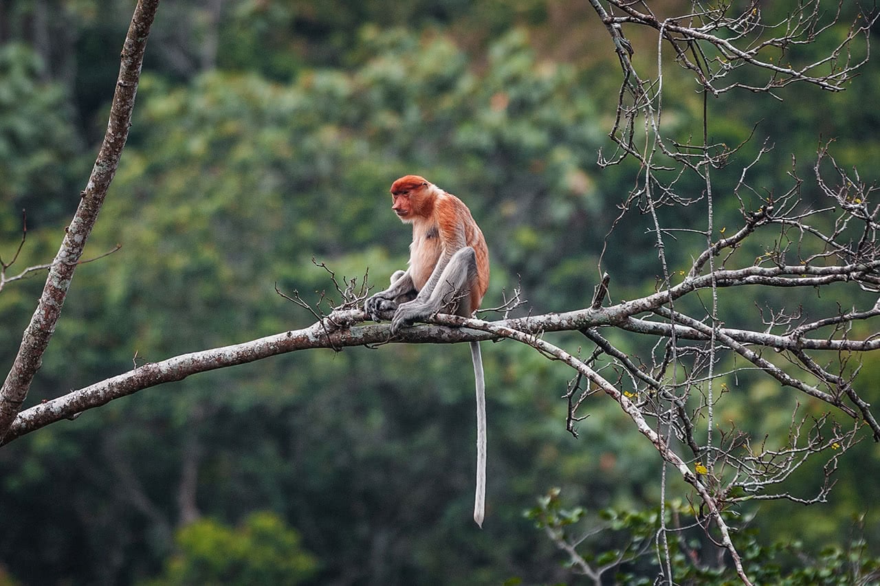 Proboscis monkey in the mangroves just outside Bandar Seri Begawan, Brunei.