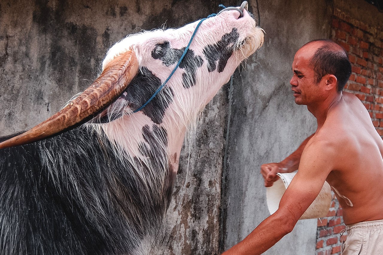 In Tana Toraja, prized pink buffalos can fetch nearly $20,000 for a funeral sacrifice.