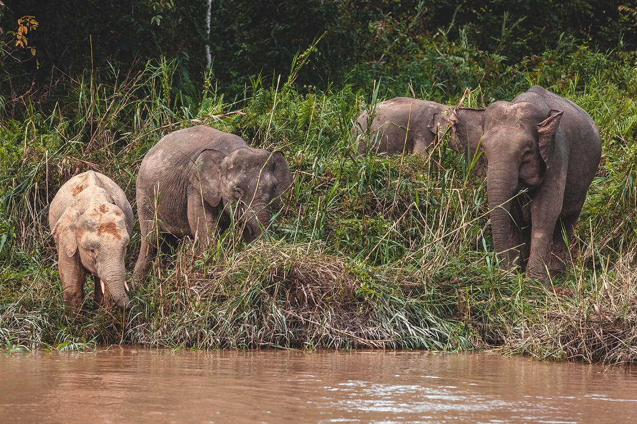 A herd of Pygmy elephants in Albai, Kinabatangan River, Malaysia.