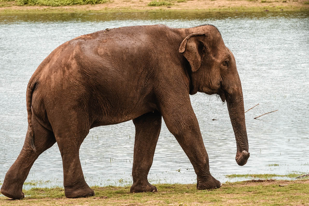 An elephant strolls by at Udawalawe National Park, Sri Lanka.
