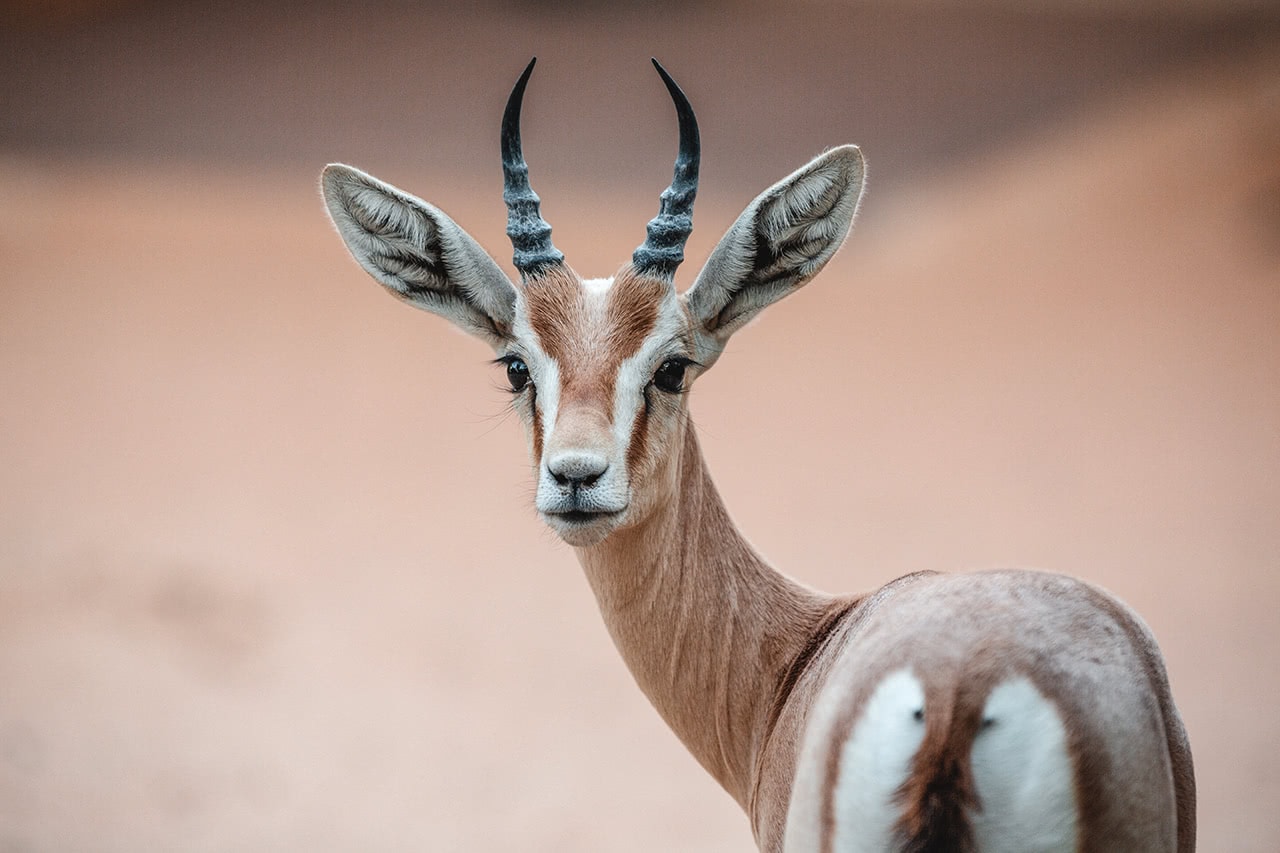 An Arabian Sand Gazelle in the Dubai Conservation Reserve.