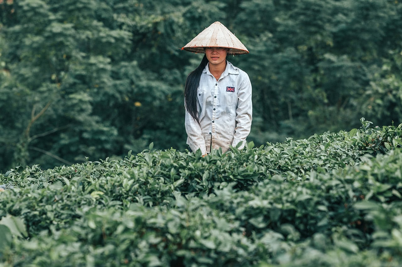 Tea picker in Ha Giang, Vietnam.