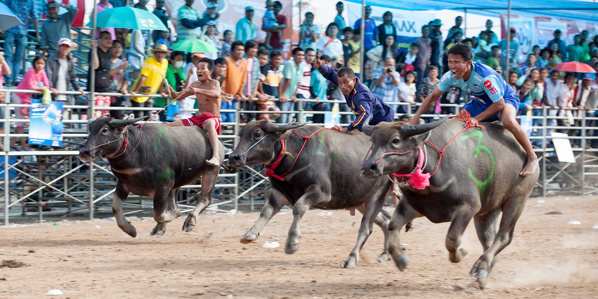 Holy Cow! A Day At Chonburi Buffalo Races Jay Tindall